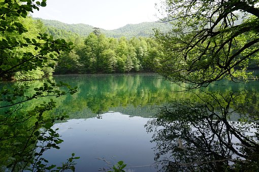 Lack, Tor, Grün, Natur, Reflexion, Baum