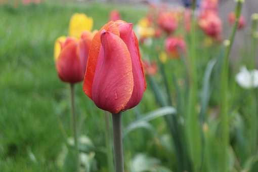 Tulpe, Blumen Hintergrund, Rot, Grün