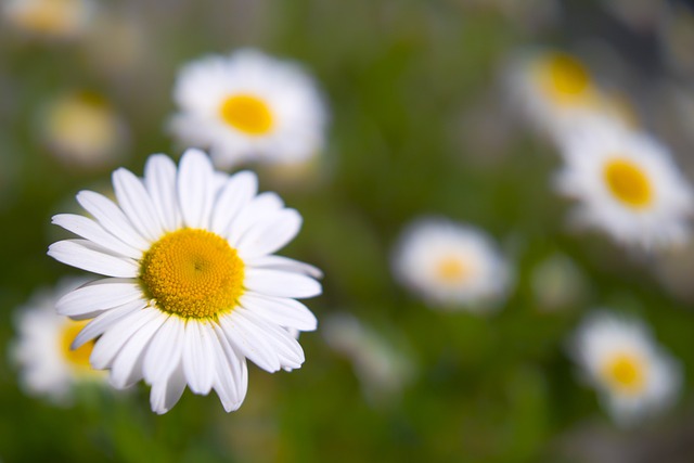 Free Nature Meadow photo and picture