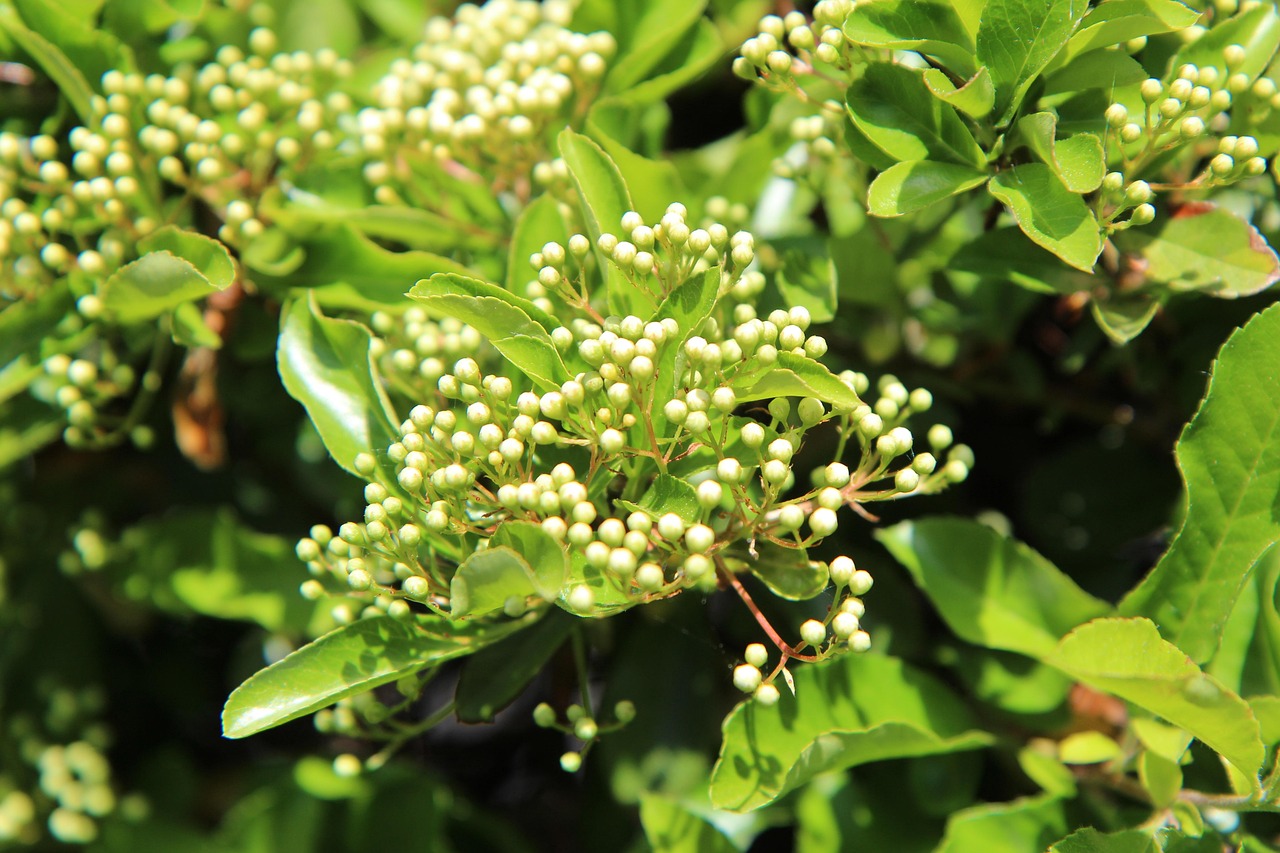 Pyracantha Krzew Kwiaty Darmowe Zdjecie Na Pixabay