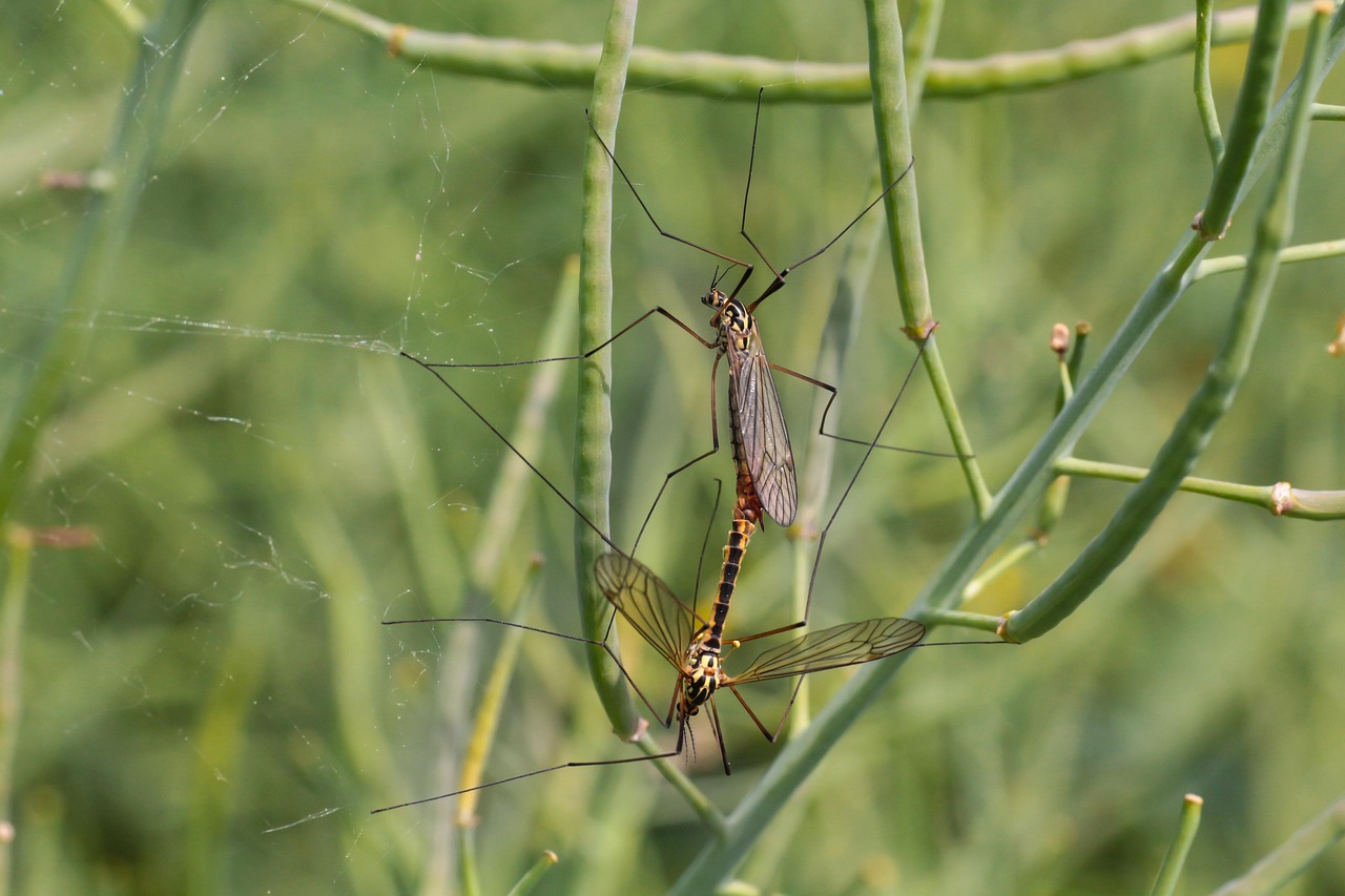 Mosquitoes Daddy Longlegs Close Up - Free photo on Pixabay - Pixabay