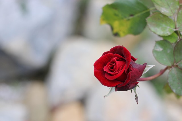 Free Red Rose photo and picture