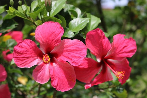 Fleur Indigine Ikinnii
