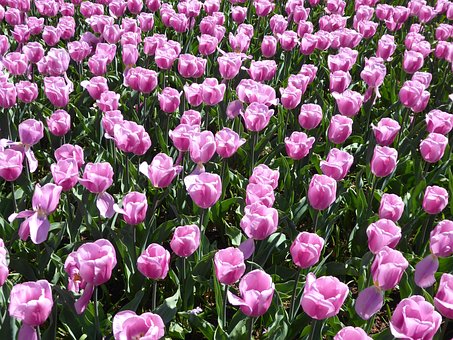 Tulpe, Natur, Schöne Blumen