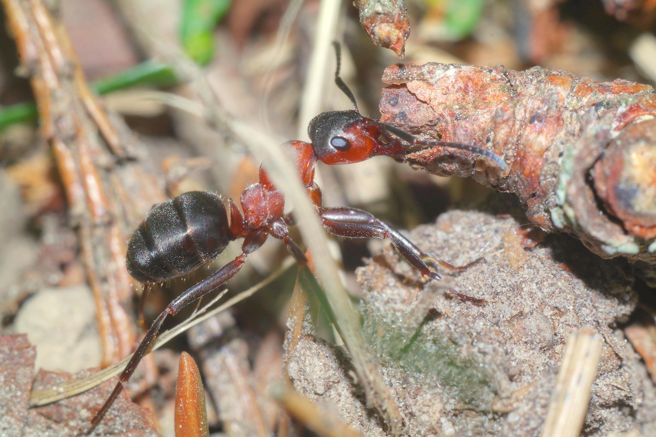 Insect Ant Macro - Free photo on Pixabay