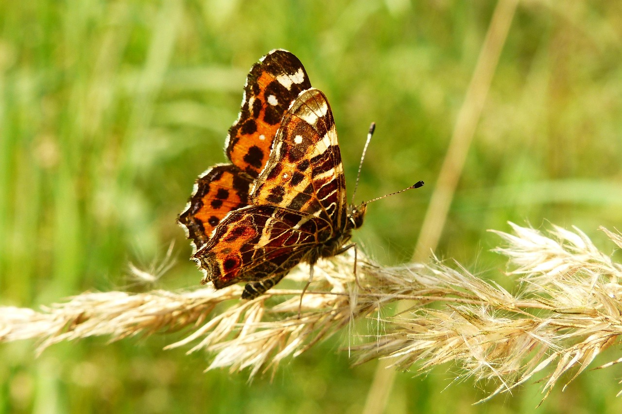 Animals Invertebrates Insect - Free photo on Pixabay