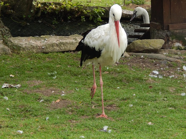 Free Stork Animal photo and picture