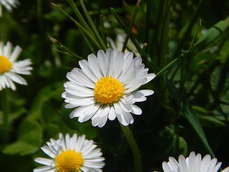 Daisy, Flower, Keywords Fotomontáž
