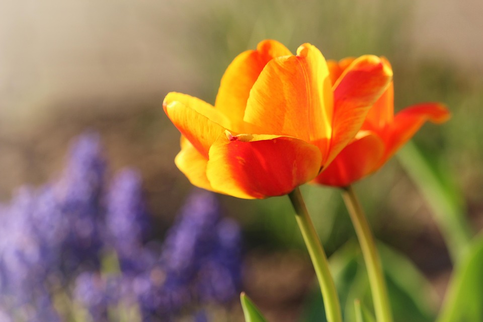 Tulips Spring Growth Close Free photo on Pixabay Pixabay