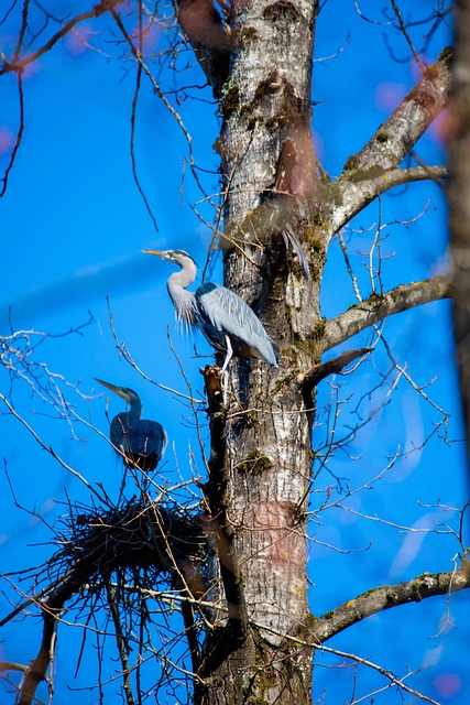 Reiger, Vogelnest, Dieren In Het Wild