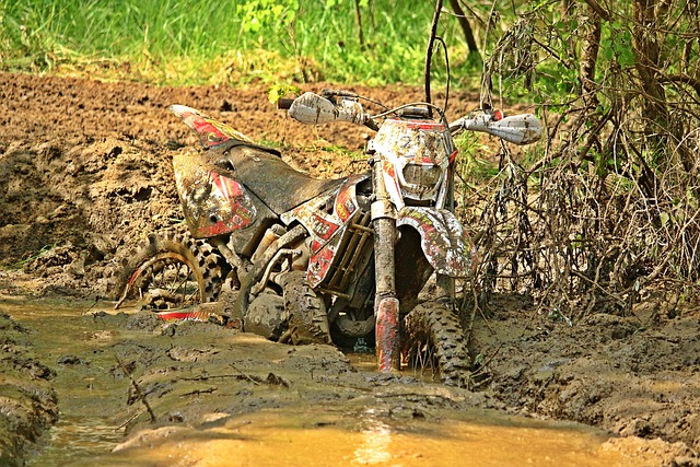 Free Swamp Morass photo and picture