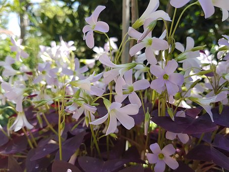 Blumen, Garten, Schönheit, Haus