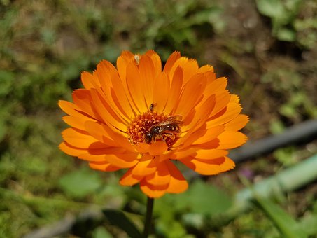 Blume, Biene, Blumentapete
