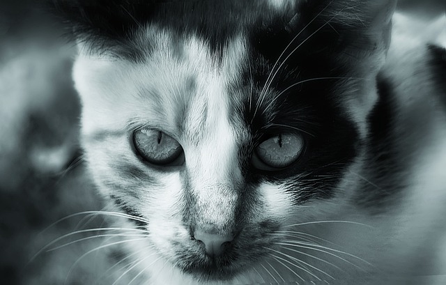 Free Cat Animal photo and picture