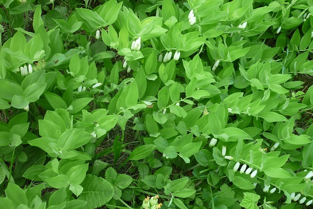 Free Solomon'S Seal Forest Flower photo and picture