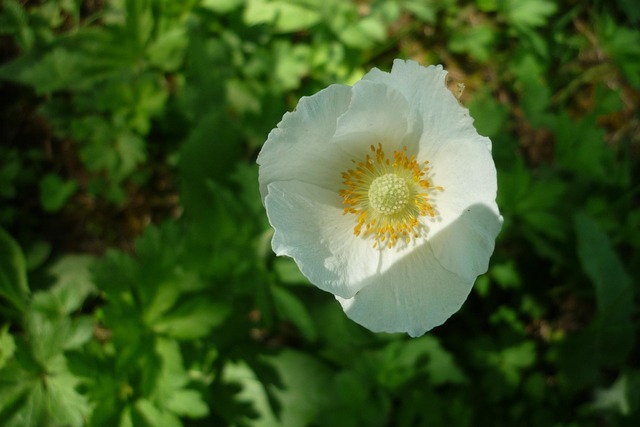Free Wood Anemones Flower photo and picture