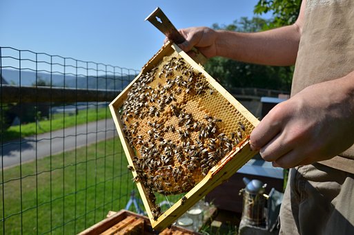 Free Bees Honey photo and picture