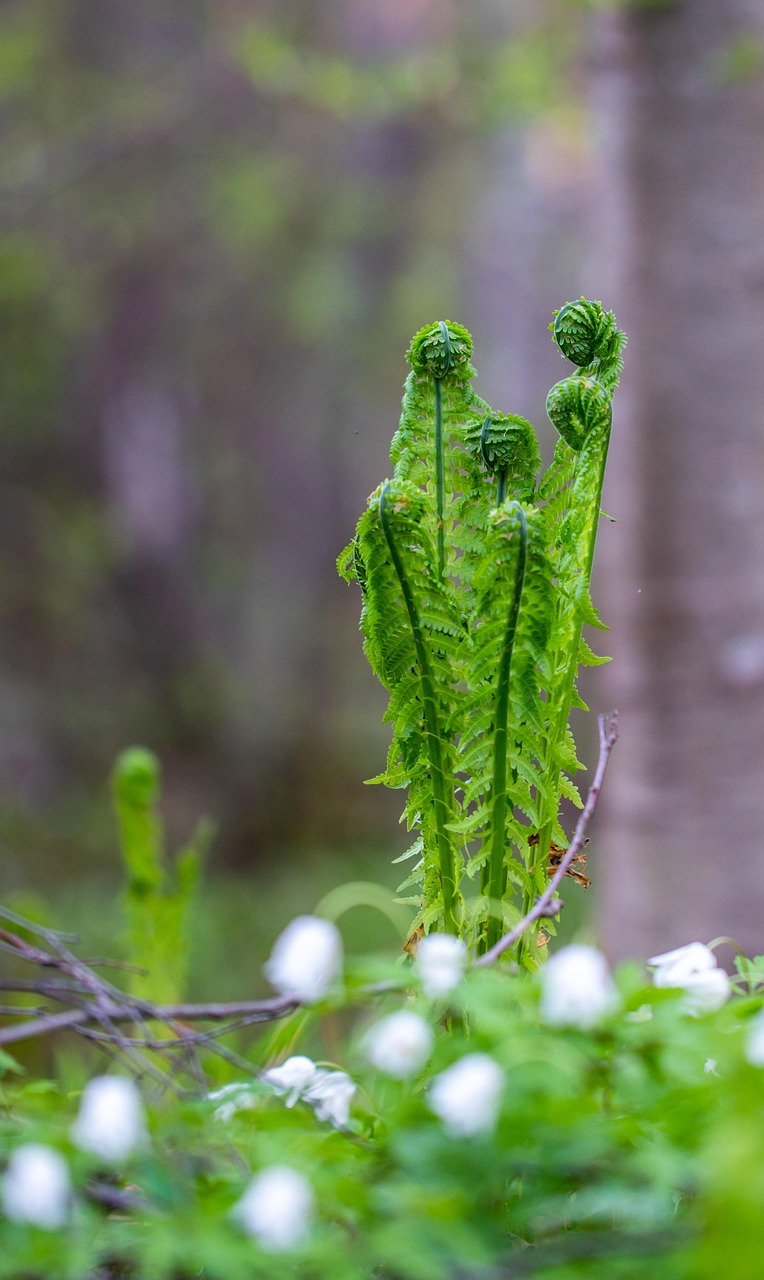蕨 植物 花朵 - Pixabay上的免费照片 - Pixabay