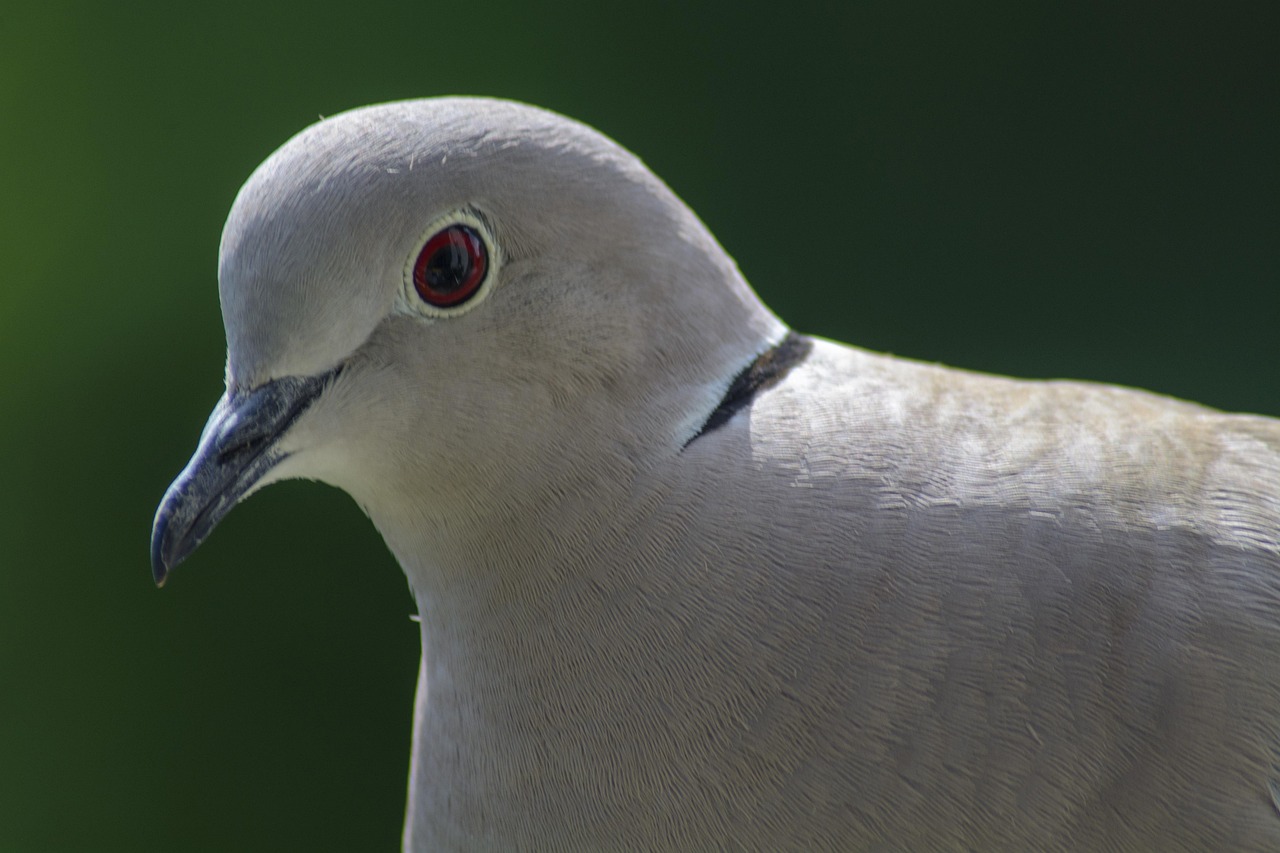 Colombe Pigeon De Dinde Portrait Photo Gratuite Sur Pixabay Pixabay Colombe Pigeon De Dinde Portrait Photo Gratuite Sur Pixabay Pixabay