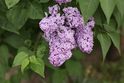 Free Flowers Lilac photo and picture
