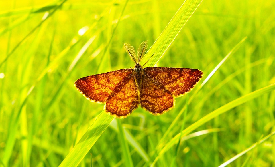 Hewan Invertebrata Serangga Di Foto Gratis Di Pixabay