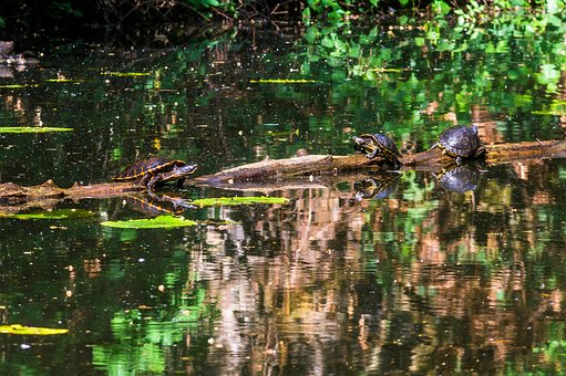 Schildpadden, Natuur, Groene Schildpad