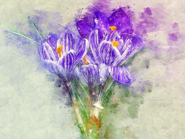 Download free HD stock image of Crocus Schwertliliengewaechs Free crocus schwertliliengewaechs flower illustration