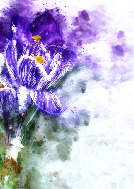Download free HD stock image of Crocus Schwertliliengewaechs Free crocus schwertliliengewaechs flower illustration