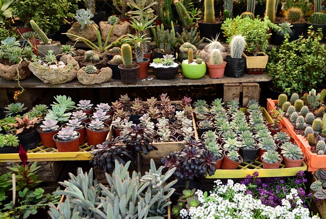 Free Cactus Plant photo and picture