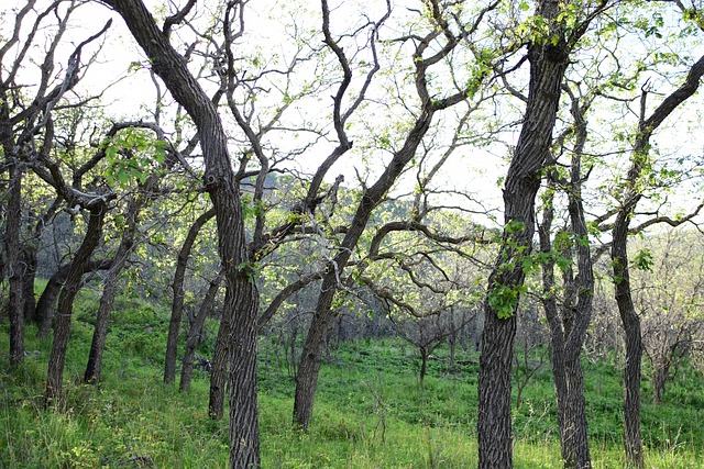 Free Tree Nature photo and picture