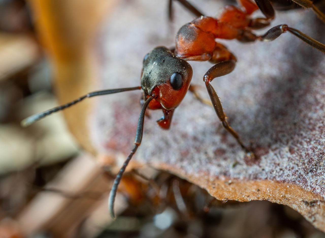 Download free HD stock image of Insect Macro Free Insect Macro photo and picture