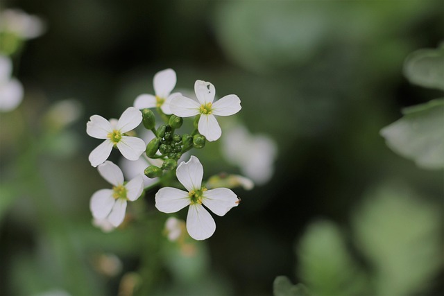 Free Winter Beautiful Flowers photo and picture