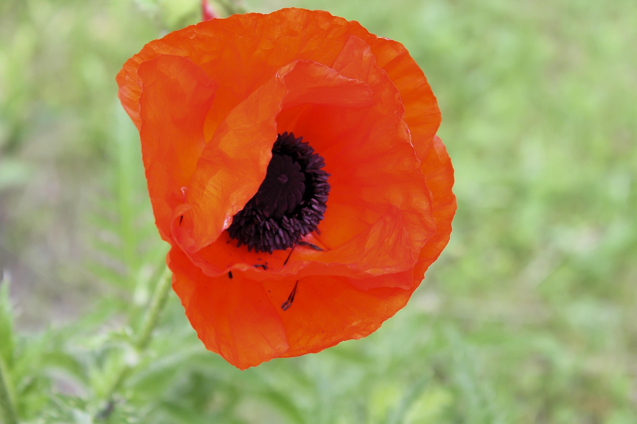 Flower - free online jigsaw puzzle photo