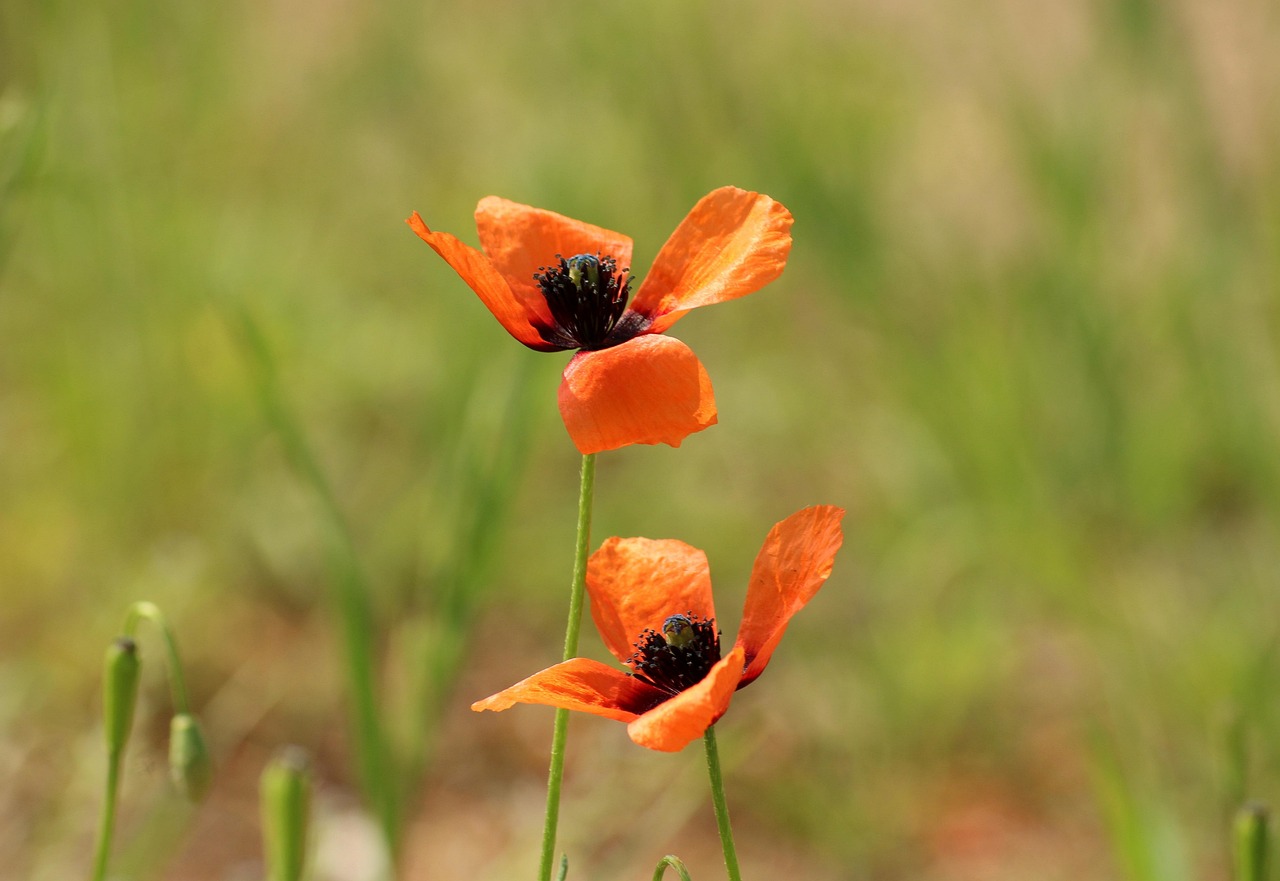Poppies Poppy Seed Flower Field Free photo on Pixabay Pixabay