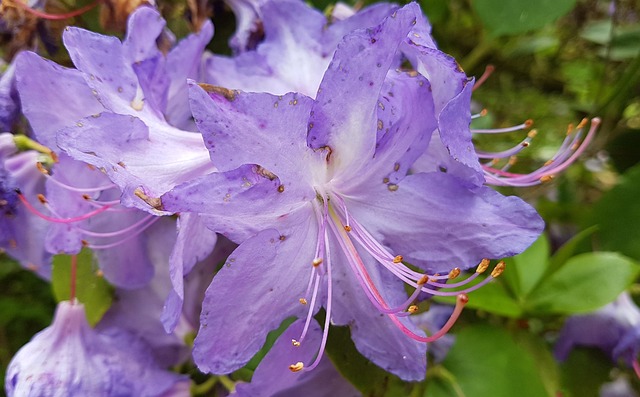 Biru Bunga Azalea - Foto gratis di Pixabay - Pixabay