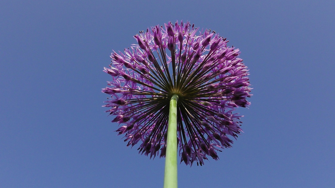 flower bulb, fragrance-allium perennial millenium, allium, ornamental onion, nature, blossom, bloom, purple, plant, leek flower, allium leek, onions
