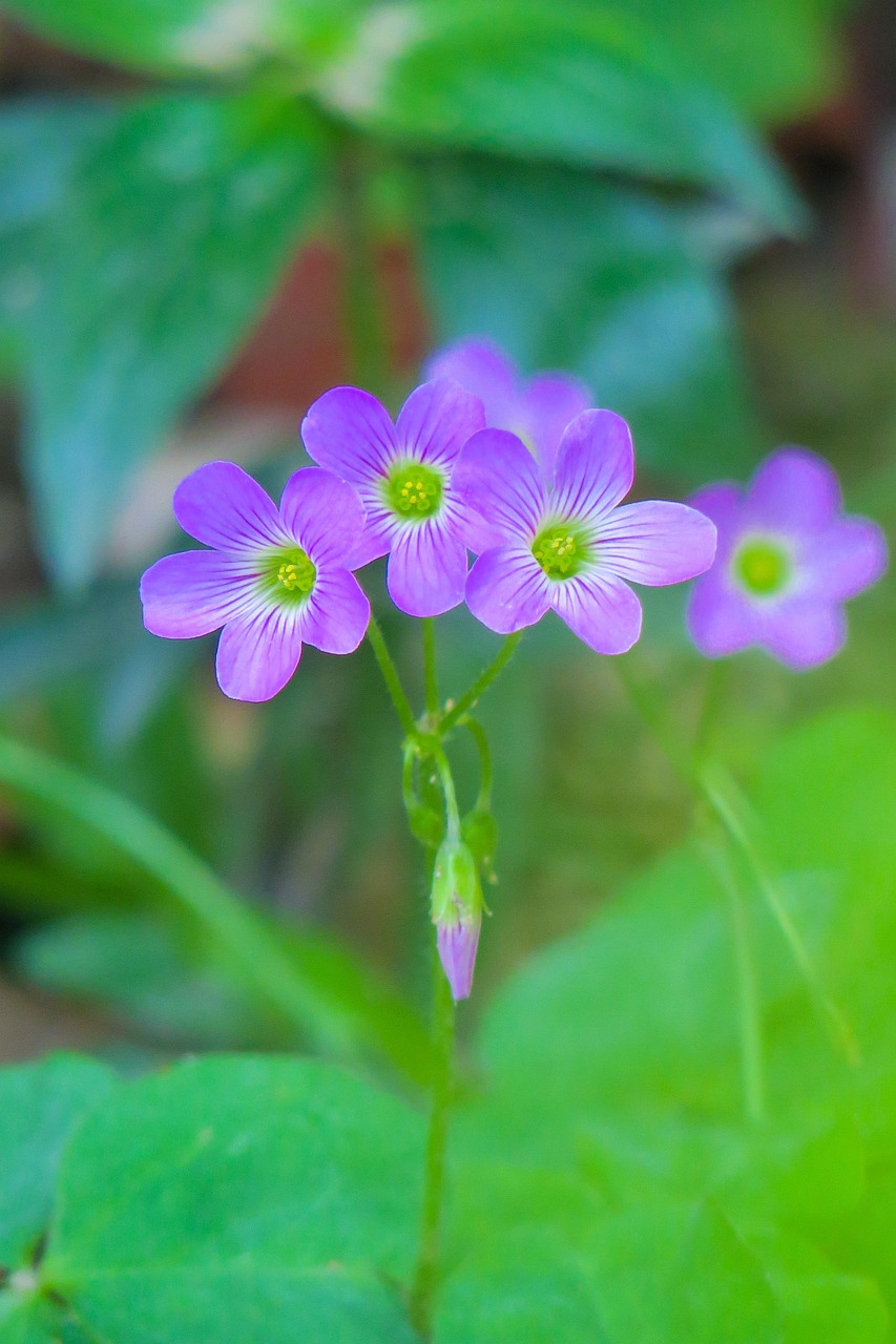 酢醬草 香港 三葉草 - Pixabay上的免费照片 - Pixabay