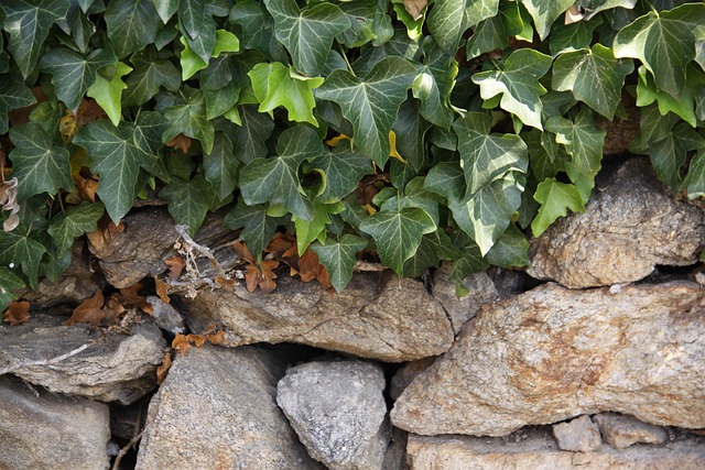 Free Ivy Dry Stone Wall photo and picture
