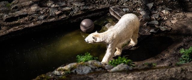 Free Bear Good photo and picture