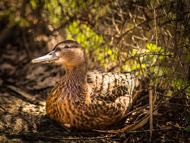 Free Duck Animal photo and picture
