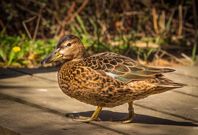 Free Duck Animal photo and picture