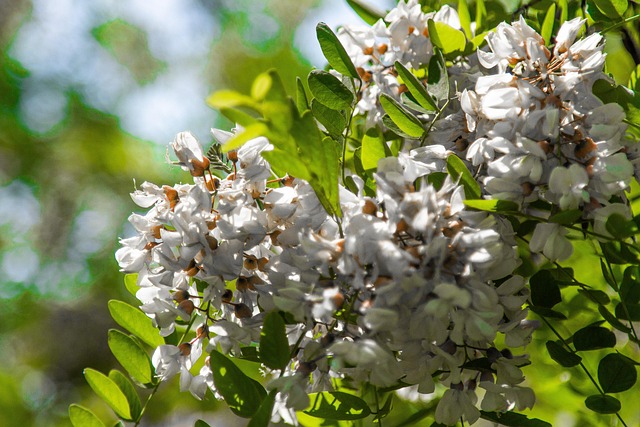 Free Flower Bush photo and picture
