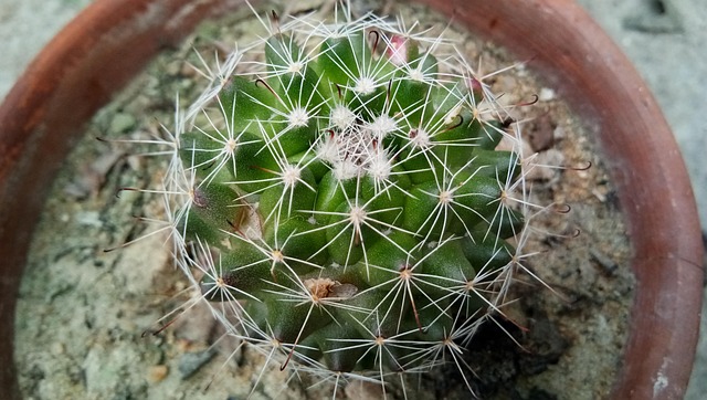 Round Cactus Spinal Beauty Indoor - Free photo on Pixabay