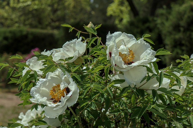 Flores, Jardín, Naturaleza, Blanco