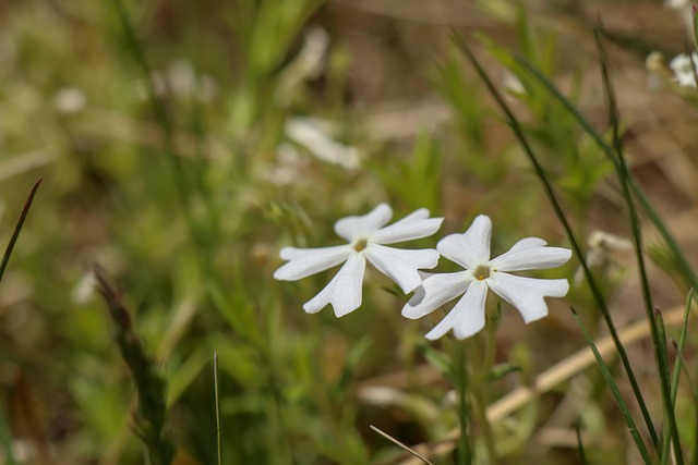Flores, Salvaje, Naturaleza