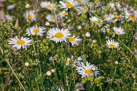 Daisies, Flowers, Bloom, Nature