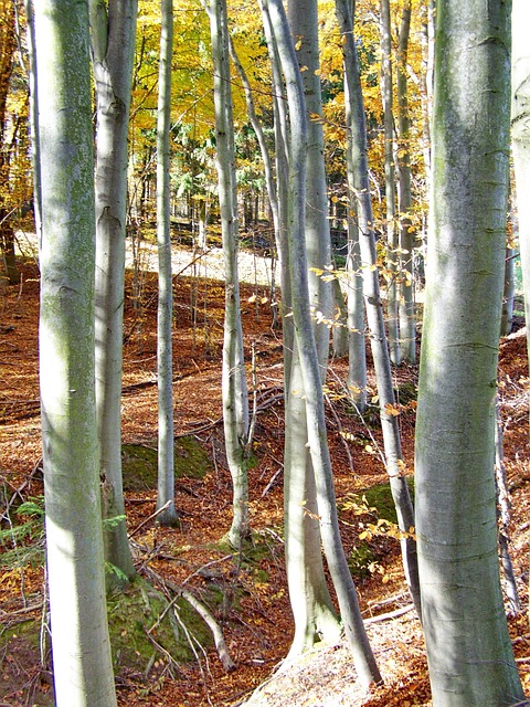 Wald Details, Bäume, Natur