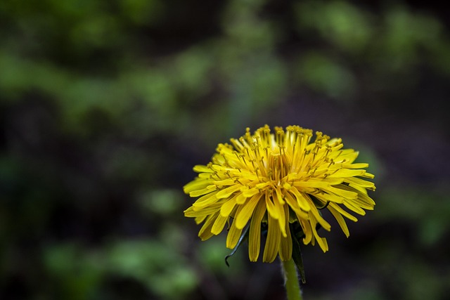 Paardebloem, Natuur, Bloem