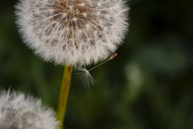 Paardebloem, Natuur, Tuin, Close-Up
