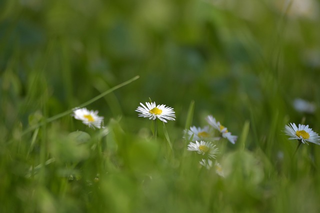 Free Garden Landscape Cantabria photo and picture